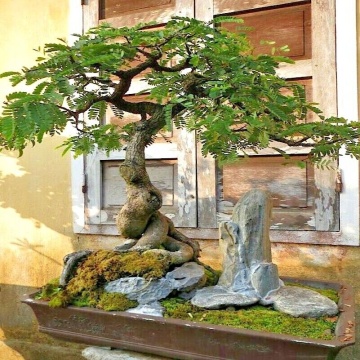 Bonsai Tamarin (4 seminte) Bonsai Tamarind - Tamarindus indica, arbore cu frunze delicate, care se strang noaptea, Saflax - Img 4