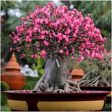 Bonsai Trandafirul Desertului (8 seminte) Bonsai Desert Rose - Adenium obesum, flori mari roz, Saflax - Img 2