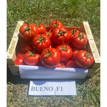 Bueno F1 (500 seminte) rosii nedeterminate mari, ferme, foarte productive, rezistente la boli, Nongwoo Bio - Img 5