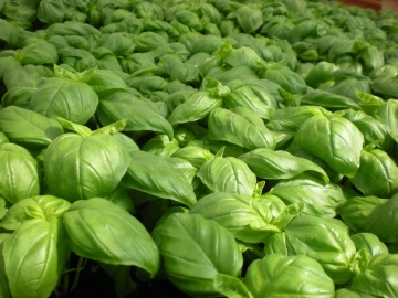 Busuioc Bio Aromatico della Riviena Ligure (0.5 gr) seminte eco de busuioc foarte parfumat, Seklos - Img 2