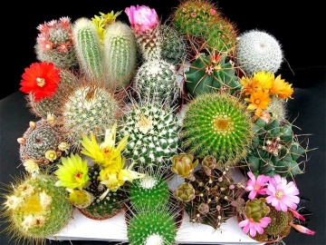 Cactus Mammilaria Mix (40 seminte) cactusi usor de ingrijit, flori foarte colorate, Saflax - Img 4