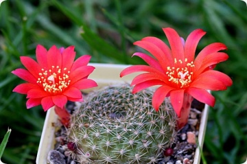 Cactus pitic Argentinian mix (40 seminte) Rebutia, cactusi pitici, flori delicate, colorate, Saflax - Img 3