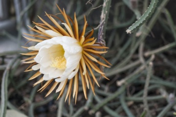 Cactus Regina Noptii (40 seminte) Queen of the Night - Selenicerus grandiflorus, flori mari, parfum de vanilie, Saflax - Img 3