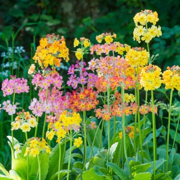 Candelabra Primrose (300 seminte) Primula inalta, Ciubotica Cucului flori colorate, Seklos - Img 3