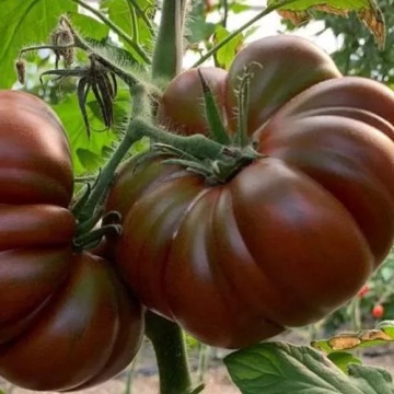 Cappuccino F1 (10 seminte) rosii ciocolatii semitimpurii nedeterminate, ChemyFarm