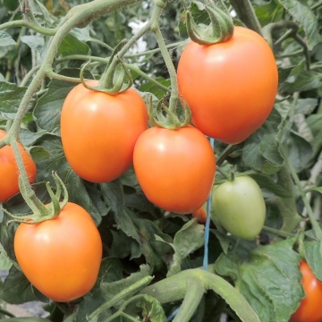 Carmen BIO (35 seminte) tomate portocalii gust dulce-fructat, perfecte pentru ghivece, ReinSaat - Img 5
