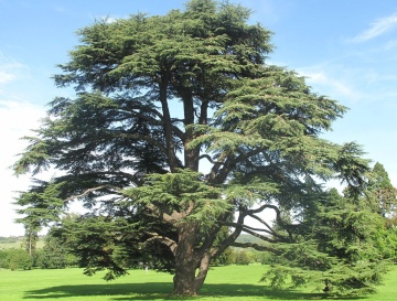 Cedru Atlantic (20 seminte) North African Atlas Cedar - Cedrus atlantica, conifer inalt, trunchiuri multiple, aspect deosebit, Saflax - Img 2