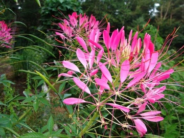 Cherry Queen (160 seminte) Floare Paianjen Cleome, flori foarte mari, roz, Seklos - Img 3
