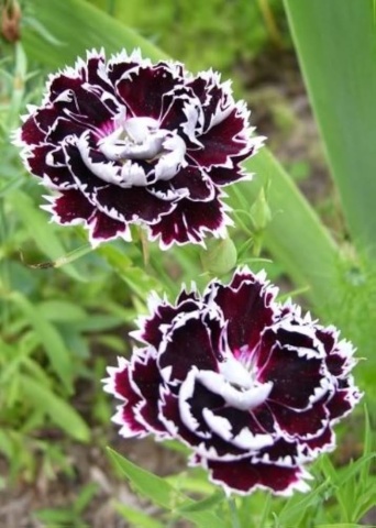 Chianti (0,1 gr) seminte Garofite Chinezesti flori parfumate, culoare negru-cires cu margini albe, Toraf - Img 2