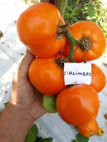 Chihlimbar (300 seminte) Tomate Romanesti de culoare Galben-potocaliu de la SCDL Buzau - Img 3