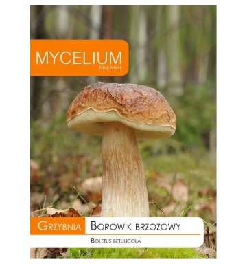 Ciuperca Boletus betulicola (10 g) miceliu de ciuperca de padure Hrib de Mesteacan, Seklos - Img 4
