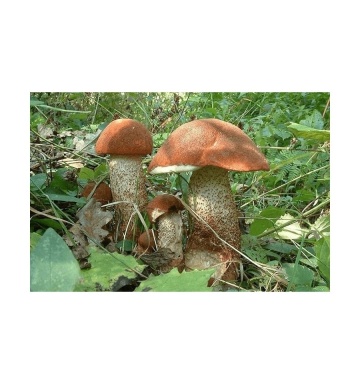 Ciuperca Leccinum aurantiacum (10 g) miceliu de ciuperca de padure Hrib de Plop, Seklos - Img 5