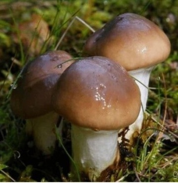 Ciuperca Slippery Jack (10 g) miceliu de ciuperca Suillus luteus - Palnioara, ciuperca de conifere, Seklos