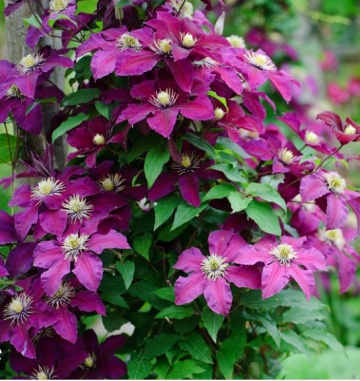 Clematite Lech Kaczynski (1.5 m in ghiveci de 2 L) cu petale rosu visinii spectaculoase, cataratoare Clematis - Img 2