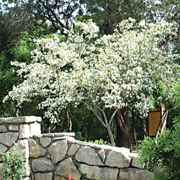 Copacul Orhidee alba (5 seminte) White Orchid Tree - Bauhinia variegata candida, flori superbe albe, parfumate, Saflax - Img 6