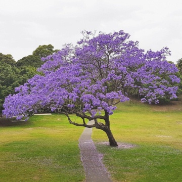 Copacul Violet Jacaranda (50 seminte) Jacaranda mimosifolia, flori clopotei violet, parfumate, Saflax - Img 3