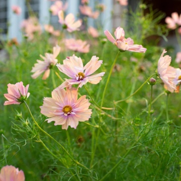 Cosmos Apricotta (20 seminte) Mararite flori deosebite roz-piersica, inflorire abundenta, Seklos - Img 2