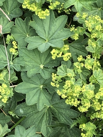 Cretisoara (100 seminte) Lady's Mantle - Alchemilla vulgaris, planta medicinala pentru aparatul genital feminin, Saflax