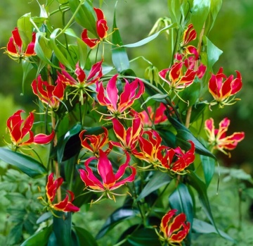 Crin African catarator (15 seminte) African Climbing Lily - Gloriosa rothschildiana, flori exotice rosu aprins cu galben, Saflax - Img 5