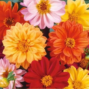 Dahlia Unwin (100 seminte) Dalie flori stralucitoare, multicolore, Seklos - Img 2