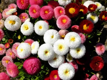 Daisy mix (1200 seminte) Banutei amestec de culori, Seklos - Img 4