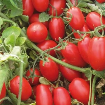Datterino F1 (PO9152 F1) (500 seminte) rosii cherry mini-prunisoare, extratimpurii nedeterminate, aroma intensa, La Semiorto Sementi