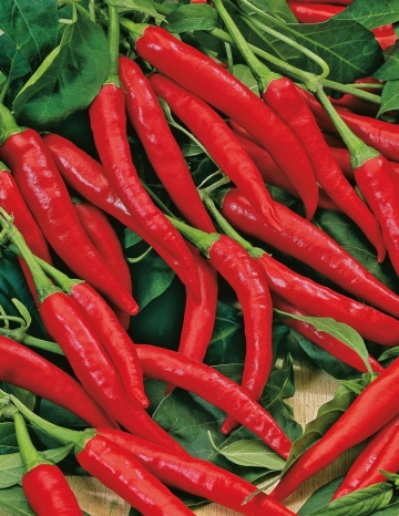 De Cayenne (10 gr) seminte ardei iute, iuteala medie, gust foarte aromat, Pieterpikzonen