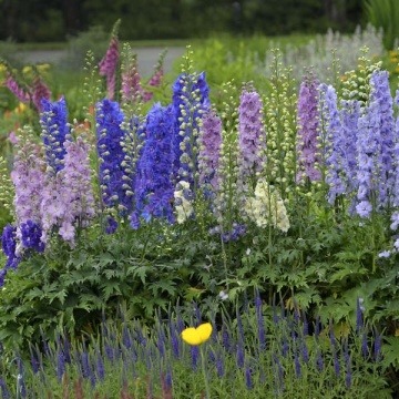 Delphinium ajacis (0.5 gr) seminte Nemtisori de gradina, mix de culori, Legutko - Img 2