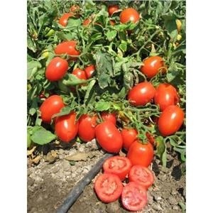 Docet F1 (5000 seminte) tomate determinate extratimpurii, rosii alungite rezistente la boli si caldura, Seminis - Img 3