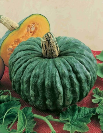 Dovleac Marina di Chioggia (6 seminte) dovleac pentru copt miez dulce, rezistent la depozitare, Agrosem