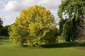 Dud Negru (200 seminte) Black Mulberry - Morus nigra, pom fructifer si decorativ, usor de ingrijit, Saflax - Img 5