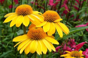 Echinacea Galbena (0.1 gr) seminte Echinacea paradoxa, flori galben intens, proprietati medicinale, Toraf - Img 2