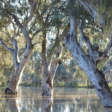 Eucalipt Rosu de Rau (200 seminte) River Red Gum - Eucalyptus camaldulensis, flori delicate, ulei esential parfumat, Saflax - Img 6