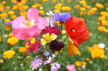 Fallow Perennial Flowers (45 gr), seminte mix flori salbatice perene si iarba, Seklos - Img 3
