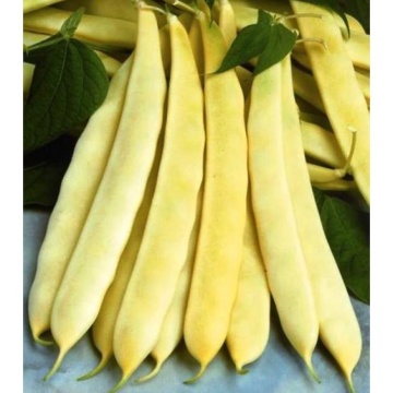 Fasole Maravilla de Venezia - Minunea Venetiana (40 gr) seminte fasole urcatoare, pastai galbene late, Florian