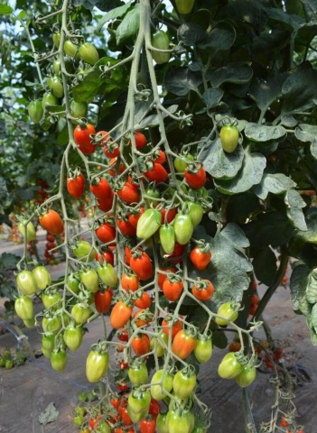 Ferdinand F1 (250 seminte) tomate cherry timpurii, fructe aromate, foarte dulci, Fito Semillas