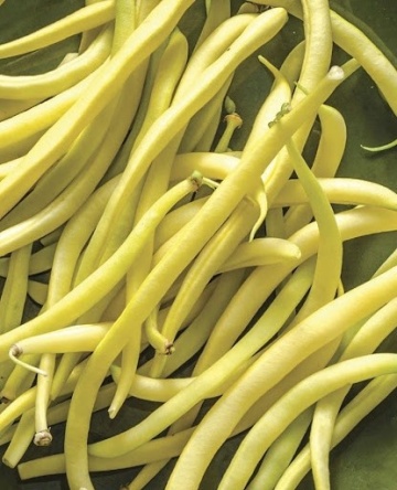 Fiacre Giallo (10 gr) seminte de fasole urcatoare galbena fideluta fara ate, Prima Sementi