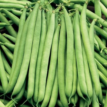 Finezja (20 gr) seminte fasole pitica verde cilindrica, fara ate, soi semi-tardiv, Sekluva