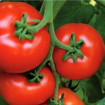 Fleming F1 (6 seminte) tomate nedeterminate, rotunde-plate, rezistente la boli, Sekluva - Img 1