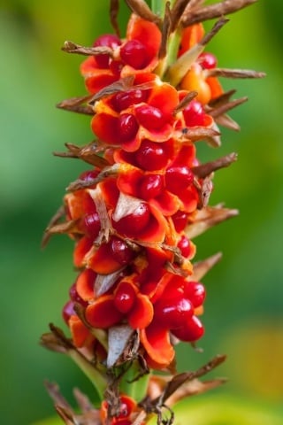 Floarea Fluture (10 seminte) Red Ginger Lily - Hedychum gardnerianum, flori mari, parfumate, fructe colorate, Saflax - Img 9
