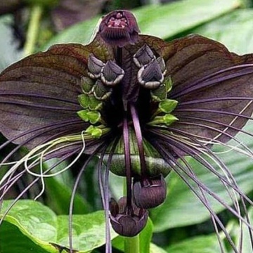 Floarea Liliac (10 seminte) Black Bat Flower - Tacca chantrieri, flori mari violet-maronii, aspect interesant, Saflax - Img 2