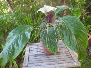 Floarea Liliac Alb (10 seminte) White Bat Flower - Tacca integrifolia, flori mari alb cu violet, aspect interesant, Saflax - Img 3