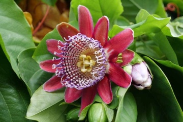 Floarea Pasiunii Gigant (12 seminte) Giant Granadilla - Passiflora quadrangularis, planta cataratoare cu flori mari, rosu-violet, Saflax - Img 3