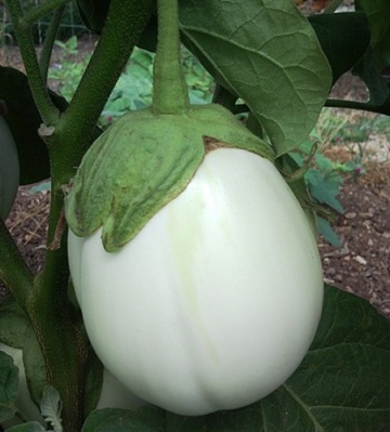 Gaia F1 (500 seminte) vinete albe ovale, mari, pulpa dulce, seminte putine, Profit Seeds - Img 3