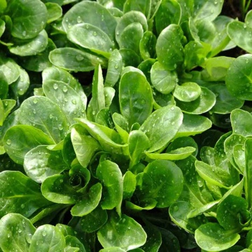 Gala (700 seminte) Fetica - Salata Mielului, frunze aromate, crestere rapida, Seklos - Img 1