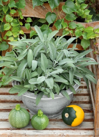 Garden Sage BIO (100 seminte) salvie de gradina BIO perena, medicinala, melifera, Seklos - Img 3