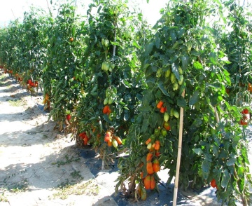 Giano F1 (10 seminte) rosii tip San Marzano, semitimpurii, cu randament ridicat, Seklos - Img 3