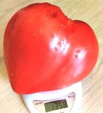 Gigant Inima de Bivol Rosu Bulgaresc (60 seminte) rosii soi nedeterminat, ce ajung peste 1 kg, Opal - Img 6