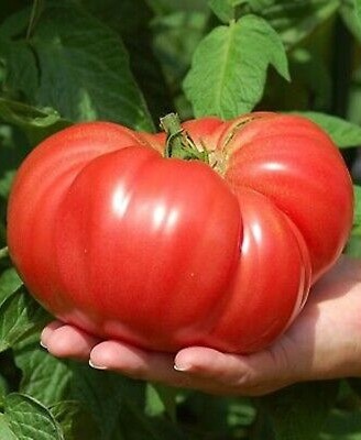 Gigant Rosu (60 seminte) rosii nedeterminate foarte mari pana la 2 kg, Florian - Img 2