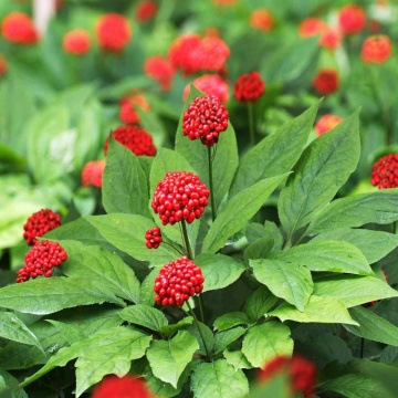 Ginseng (10 seminte) Korean Ginseng - Panax ginseng, planta medicinala proprietati deosebite de tonifiere, vitaminizare, imuno-stimulatoare, Saflax